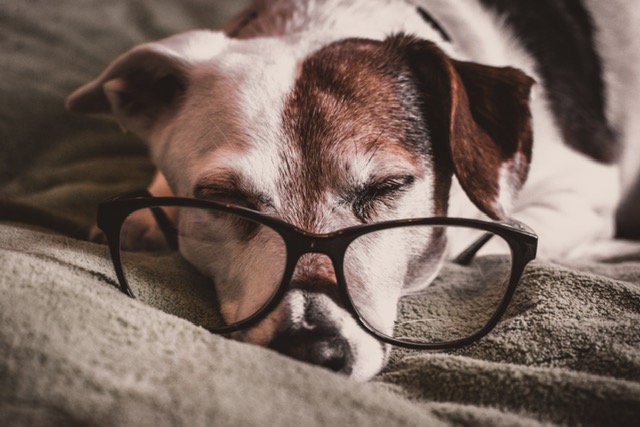 brown and white dog with glasses sleeping on bed
