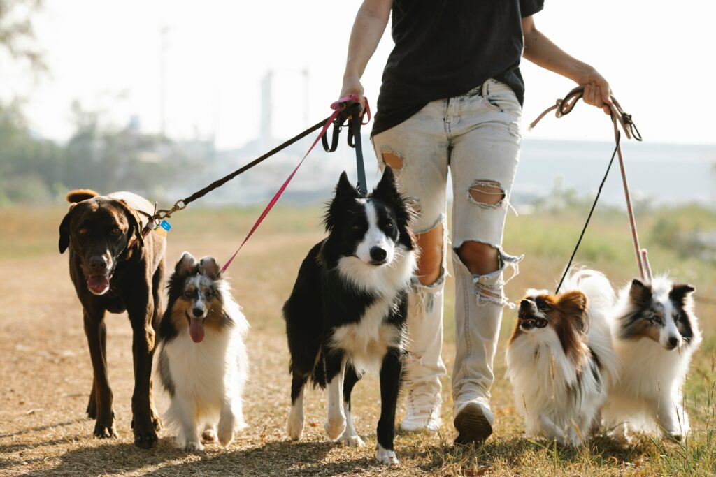 woman walking many dogs on leashes outside on a sidewalk during the daytime.